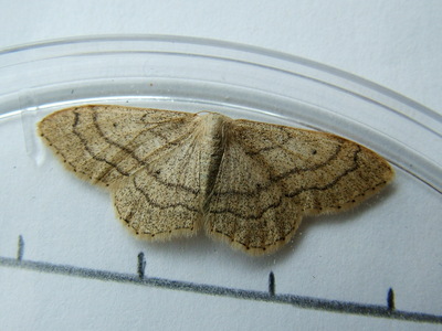 Riband Wave